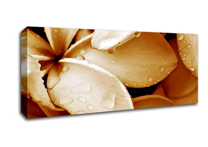 Picture of Petal Dew Panoramic Canvas Wall Art