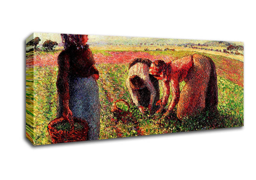 Picture of Pissarro Peas Growing In Eragny Panoramic Canvas Wall Art