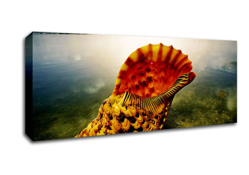 Picture of Ocean Shell Panoramic Canvas Wall Art