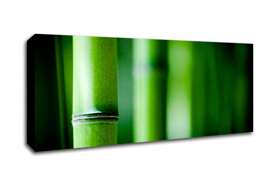 Picture of Green Bamboo Close-Up Panoramic Canvas Wall Art