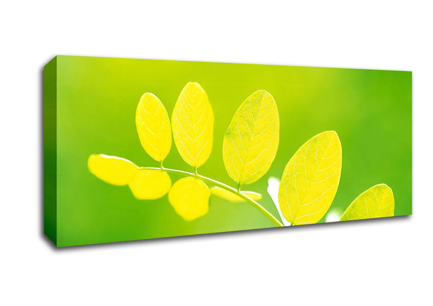Picture of Leaves In The Golden Sun Panoramic Canvas Wall Art