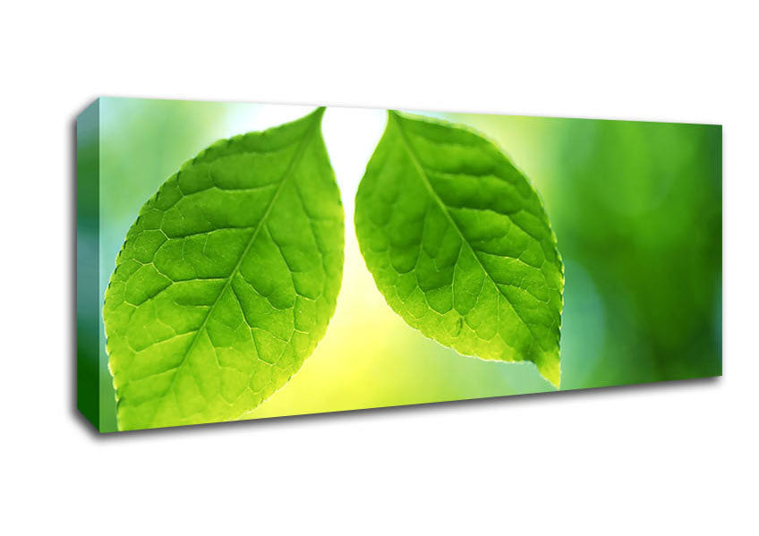 Picture of Duo Tree Leaves Panoramic Canvas Wall Art