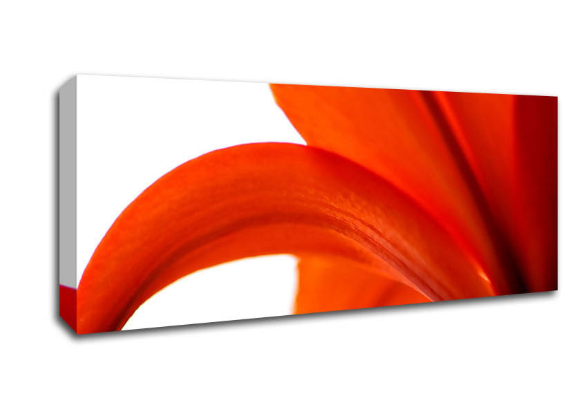 Picture of Lily On White Background Panoramic Canvas Wall Art