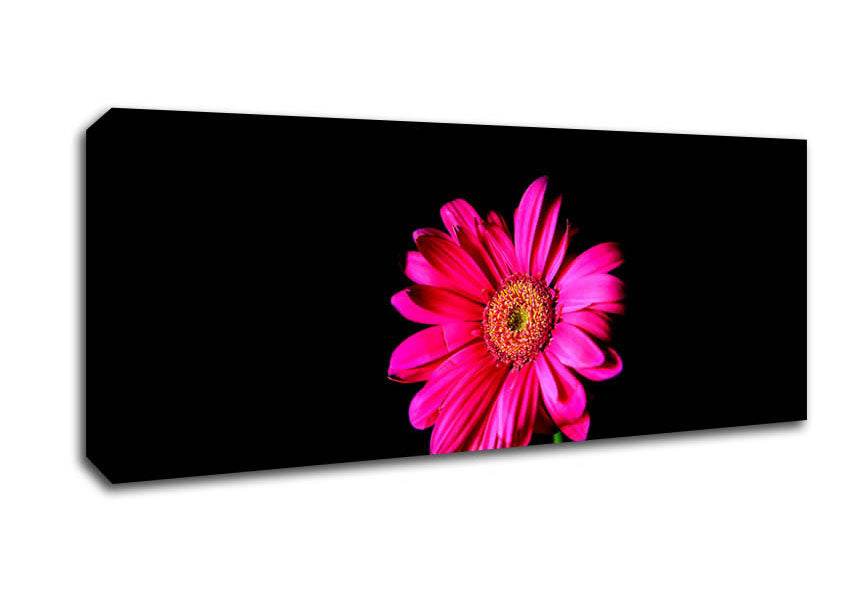Picture of Hot Pink Gerber Daisy Panoramic Canvas Wall Art