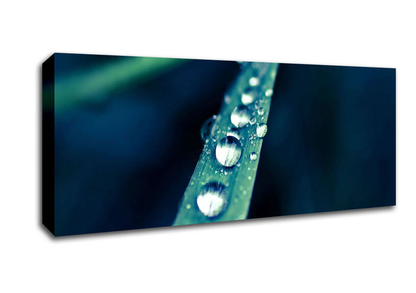Picture of Grass Dew Macro Panoramic Canvas Wall Art