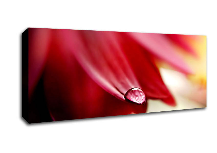 Picture of Drop On Flower Petal Panoramic Canvas Wall Art