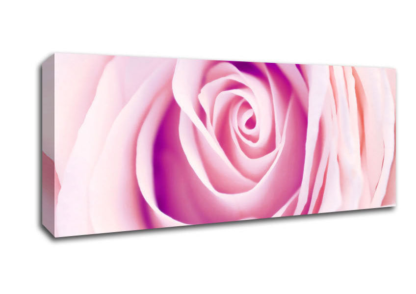 Picture of Delicate Rose Panoramic Canvas Wall Art