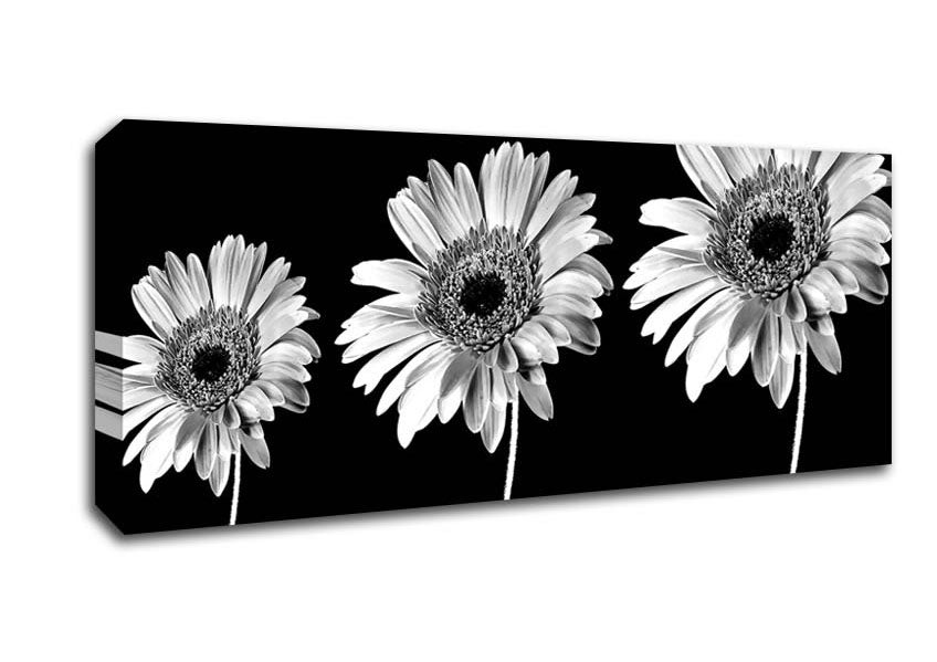 Picture of Gerbera Daisies Black And White Panoramic Canvas Wall Art