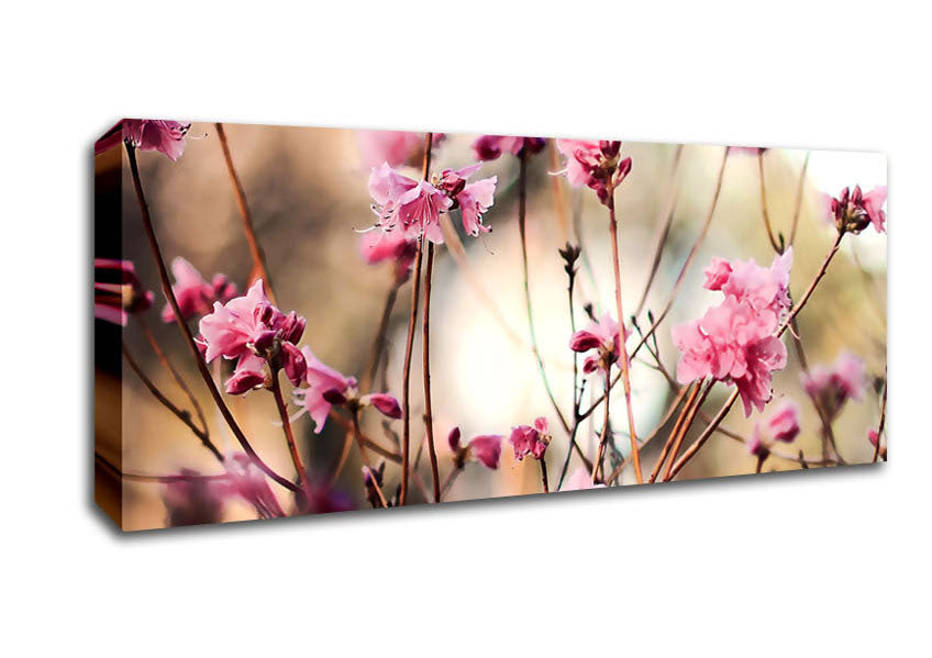 Picture of Spring Teasers Panoramic Canvas Wall Art