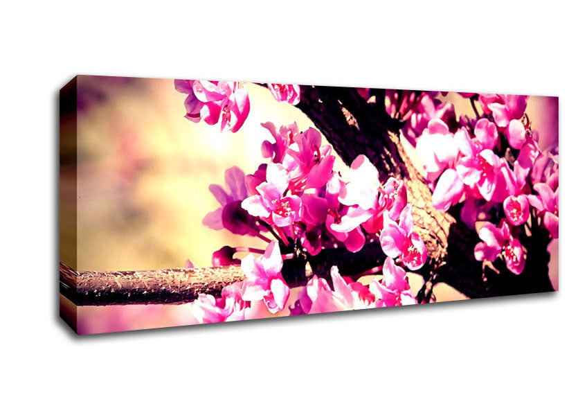 Picture of Pink Blossom Panoramic Canvas Wall Art