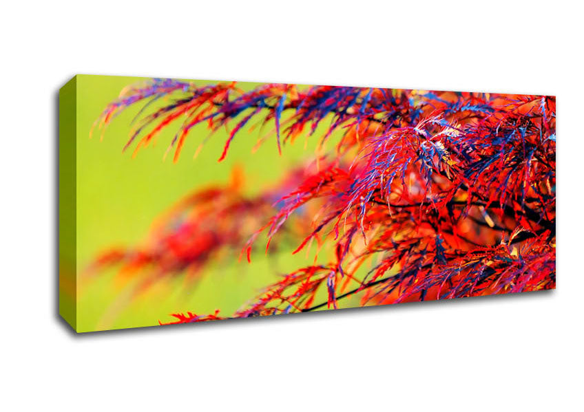 Picture of Red Leaves Shrub Panoramic Canvas Wall Art