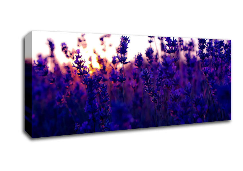 Picture of Lavender Field And Sunset Panoramic Canvas Wall Art