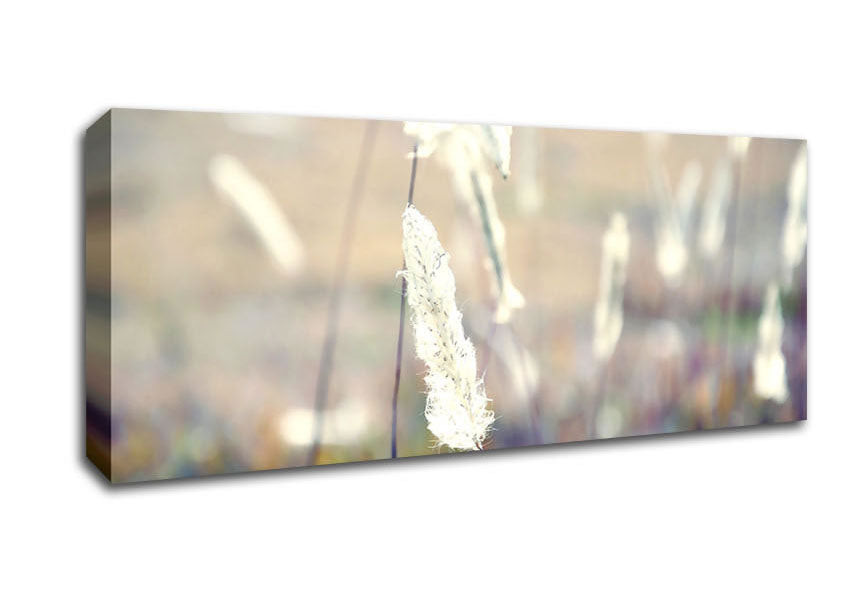 Picture of Grass Fluff Summer Panoramic Canvas Wall Art