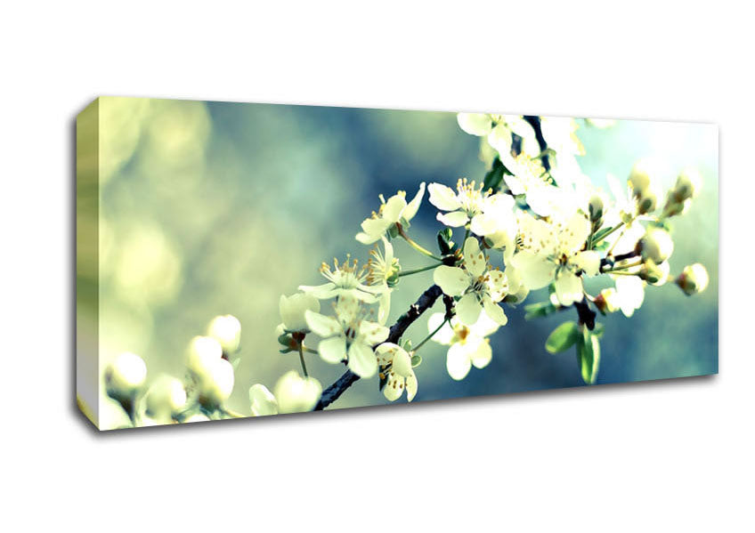 Picture of Spring Cherry Blossoms Panoramic Canvas Wall Art