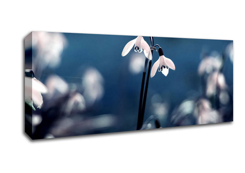 Picture of Opened Snowdrops Panoramic Canvas Wall Art