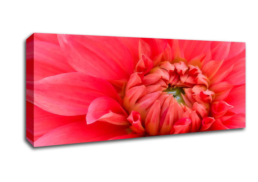 Picture of Delicate Pink Petal Head Panoramic Canvas Wall Art