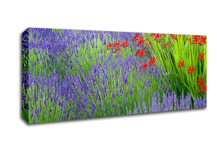 Picture of Lavender And Crocosmia Panoramic Canvas Wall Art