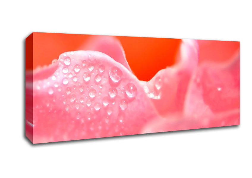 Picture of Pink Rose Dew Drop Panoramic Canvas Wall Art