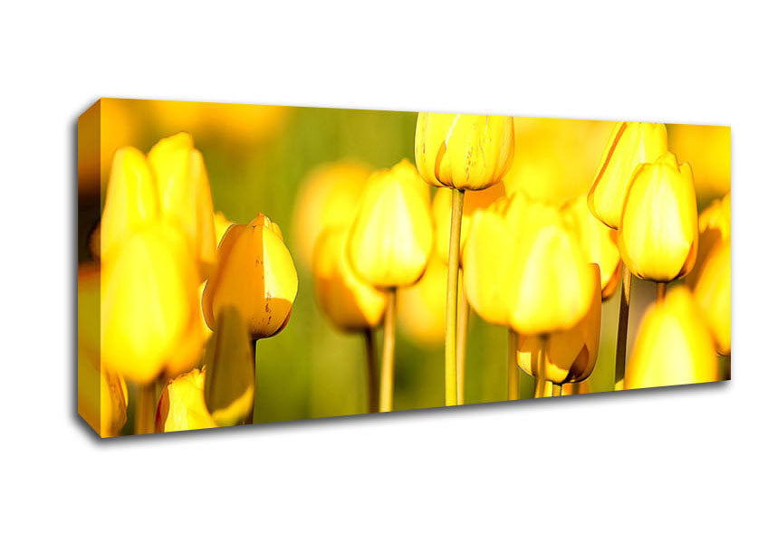 Picture of Yellow Tulips In The Garden Panoramic Canvas Wall Art