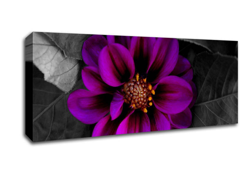 Picture of Fall Flower Panoramic Canvas Wall Art