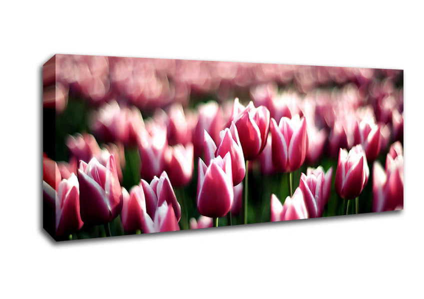 Picture of Pink Tulips Spring Panoramic Canvas Wall Art