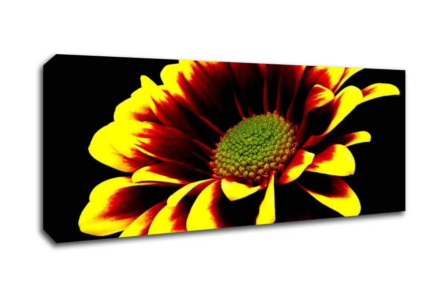 Picture of Flower On Black Background Panoramic Canvas Wall Art