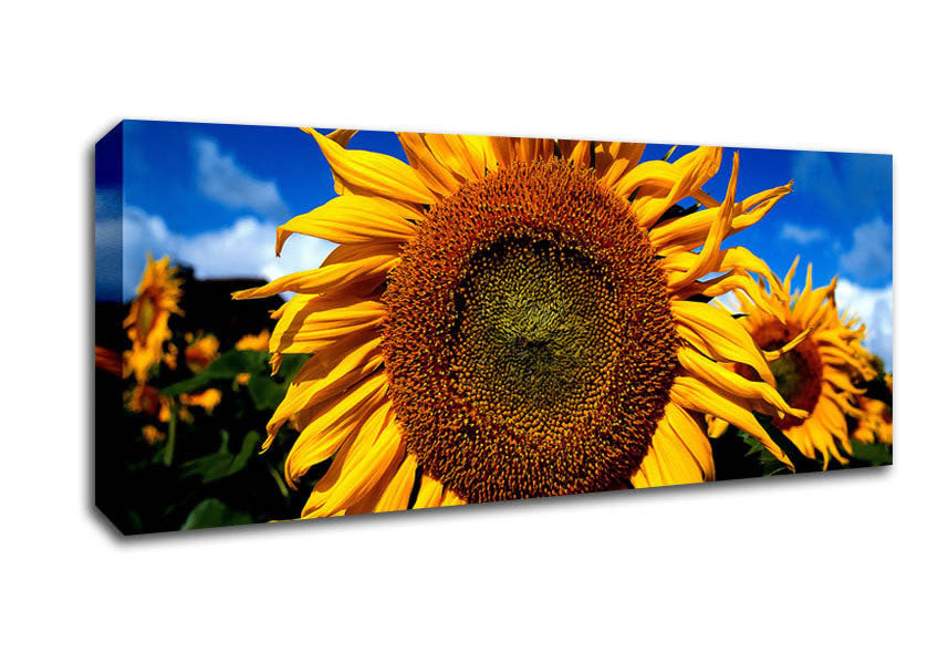 Picture of Huge Sunflower Faces Panoramic Canvas Wall Art
