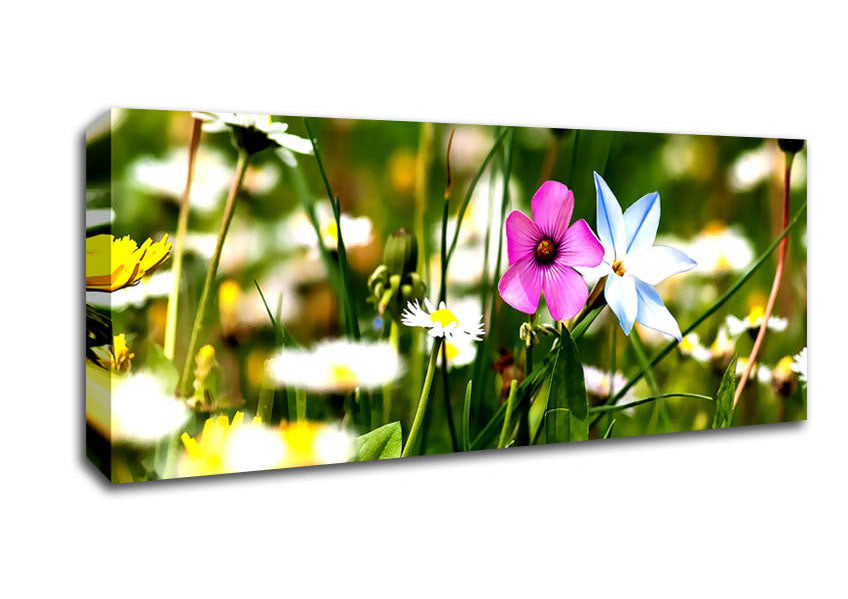 Picture of Flowers Field Panoramic Canvas Wall Art