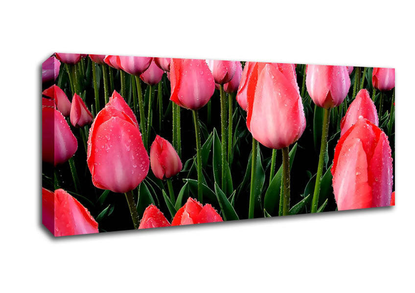Picture of Pink Tulips Cultivation Panoramic Canvas Wall Art