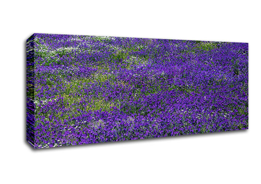 Picture of Field Of Purple Flowers Panoramic Canvas Wall Art
