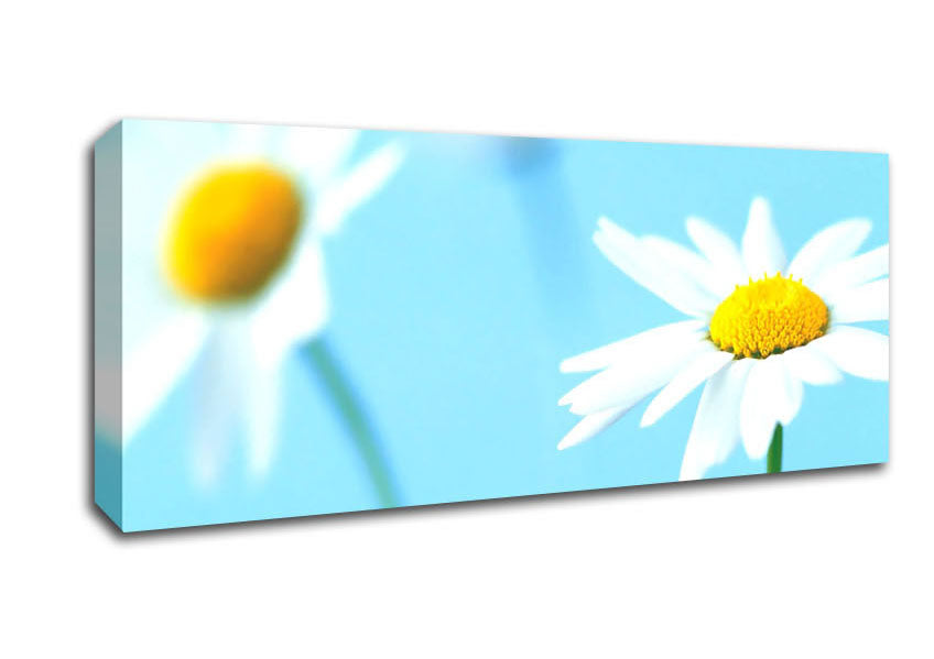 Picture of White Daisies On Blue Panoramic Canvas Wall Art