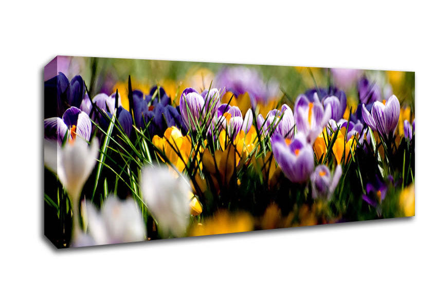 Picture of Crocus Field Panoramic Canvas Wall Art