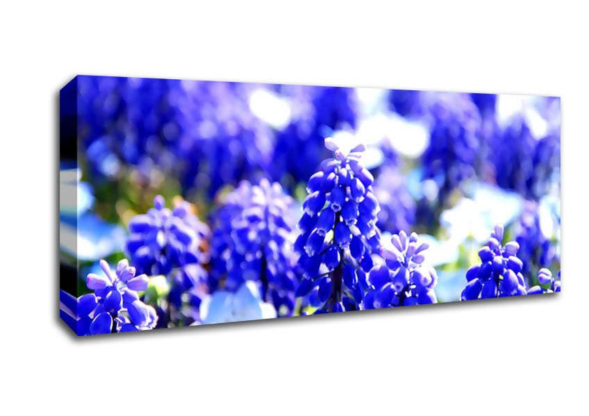 Picture of Grape Hyacinths Panoramic Canvas Wall Art