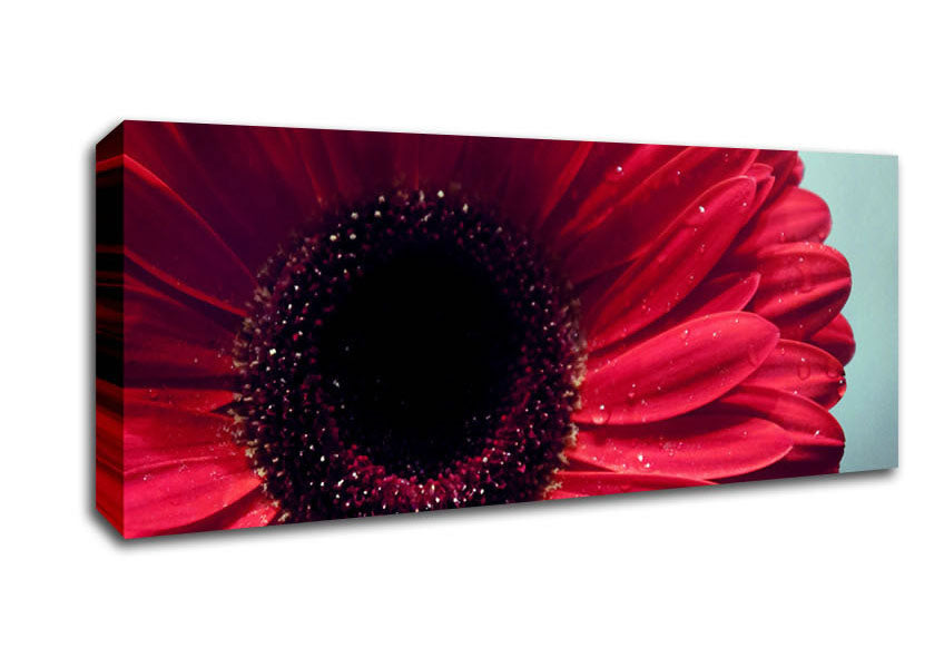 Picture of Gerbera Flower Deep Red Panoramic Canvas Wall Art