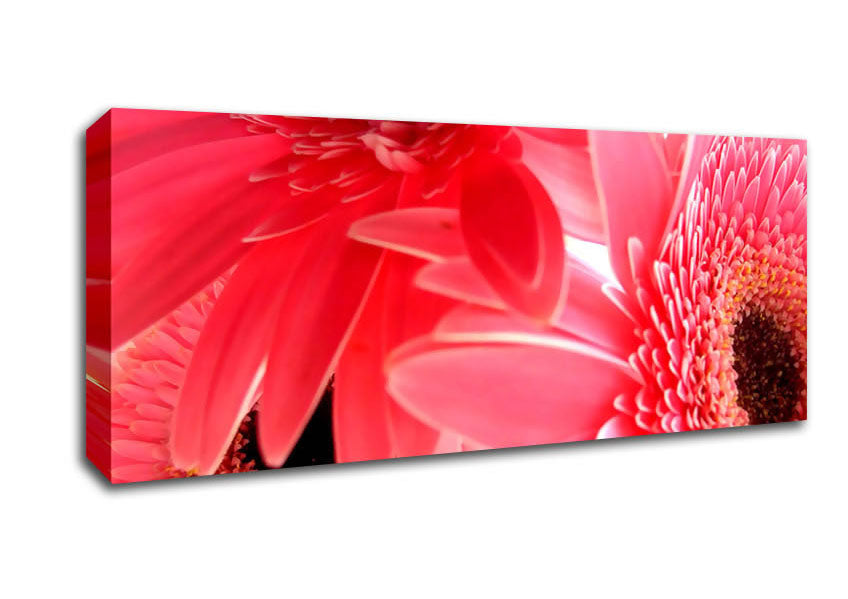 Picture of Pink Gerbera Flower Mayhem Panoramic Canvas Wall Art