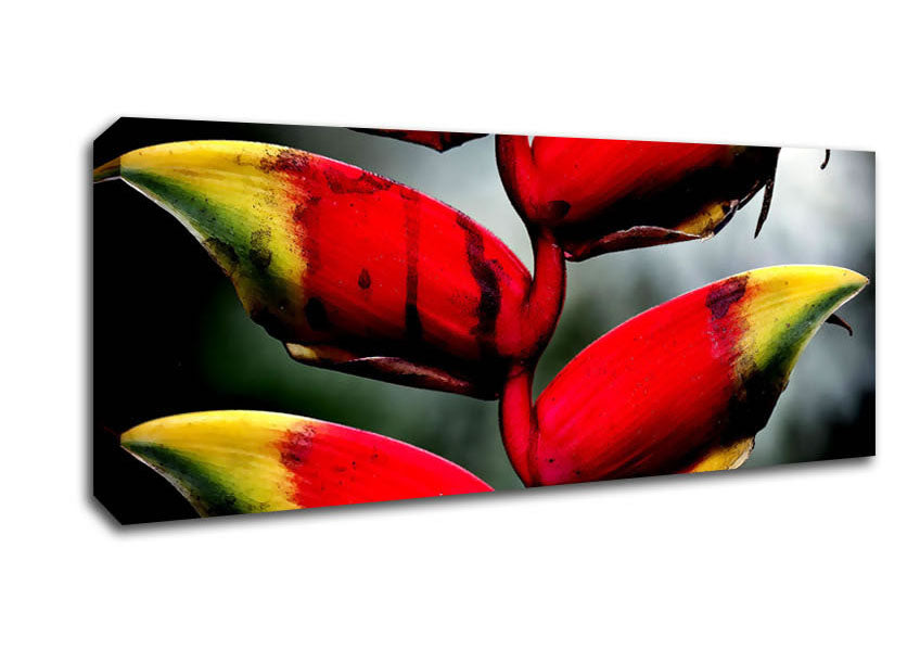 Picture of Heliconia Pendula Inflorescence Panoramic Canvas Wall Art