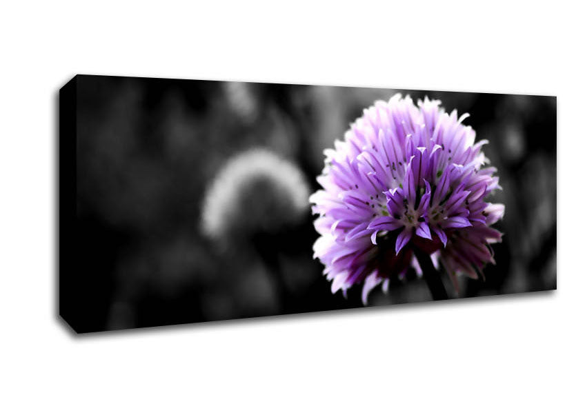 Picture of Purple Flower On Black And White Background Panoramic Canvas Wall Art
