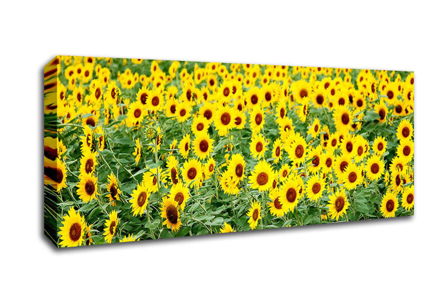 Picture of Sunflower Field Panoramic Canvas Wall Art