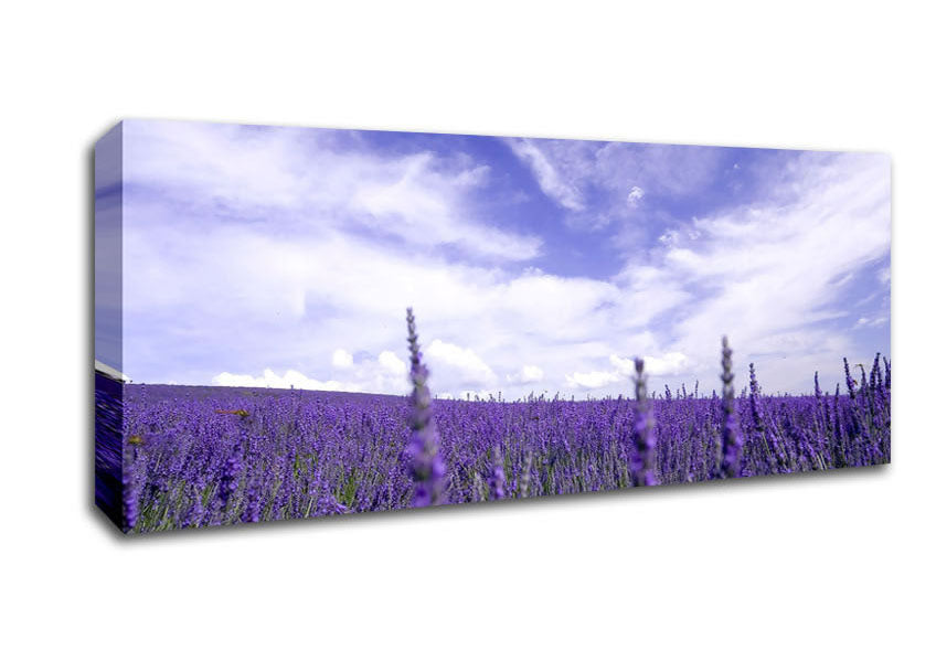 Picture of Lavender Field In The Sky Panoramic Canvas Wall Art