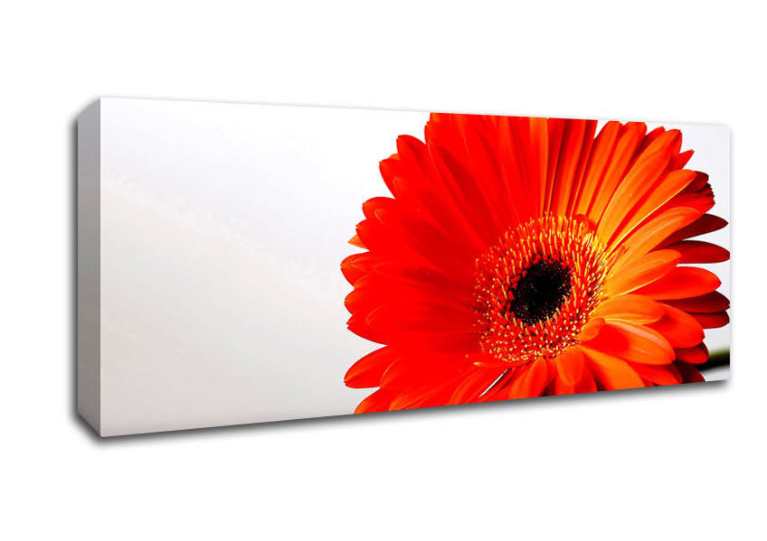 Picture of Gerbera Daisies Reflection Panoramic Canvas Wall Art