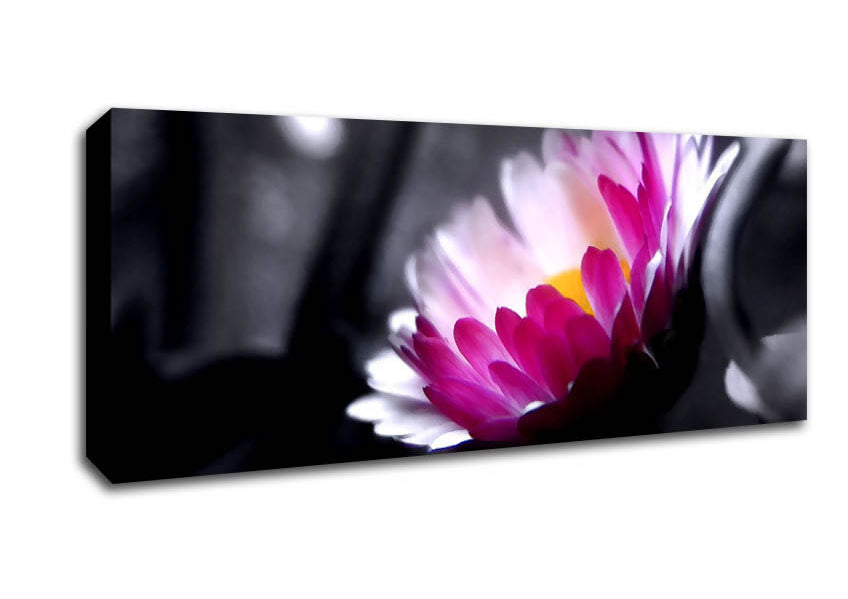 Picture of Pink Flower On Black And White Background Panoramic Canvas Wall Art