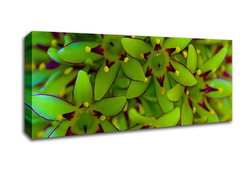 Picture of Eucomis Panoramic Canvas Wall Art