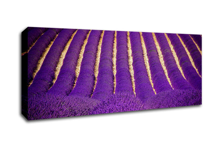 Picture of Lavender Field Panoramic Canvas Wall Art