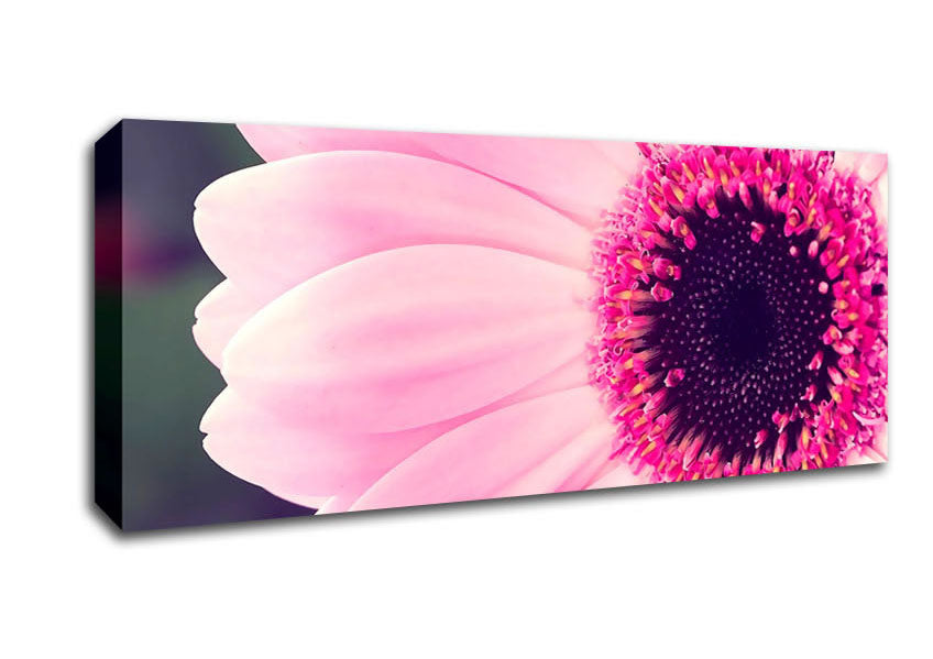 Picture of Pink Gerbera Daisy Centre Panoramic Canvas Wall Art
