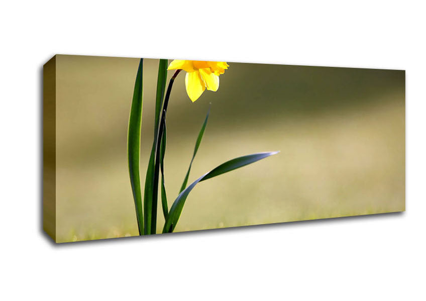 Picture of Single Daffodil Panoramic Canvas Wall Art