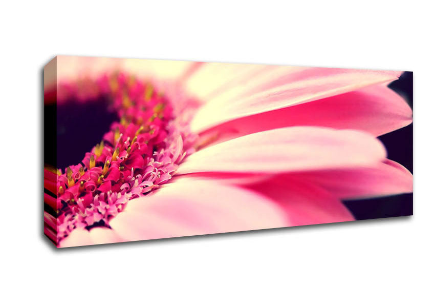 Picture of Gerbera Pink Petal Close-up Panoramic Canvas Wall Art