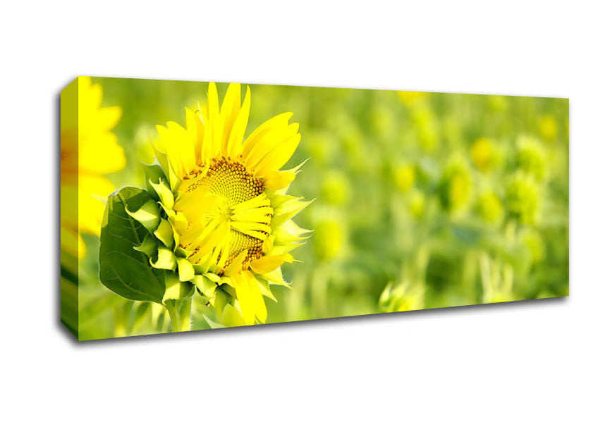 Picture of I Am Shy Panoramic Canvas Wall Art