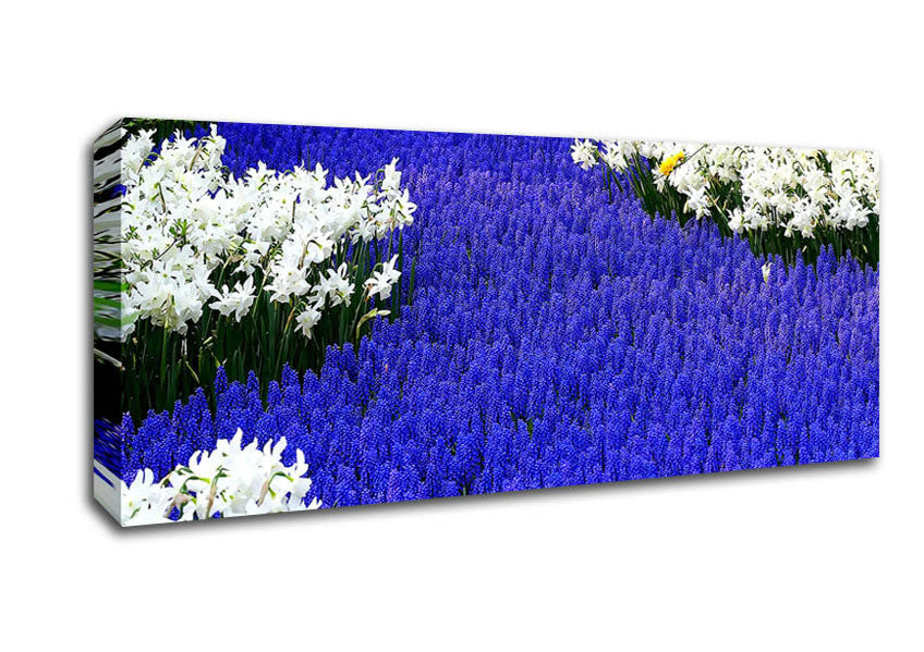 Picture of Grape Hyacinths And Daffodils Panoramic Canvas Wall Art