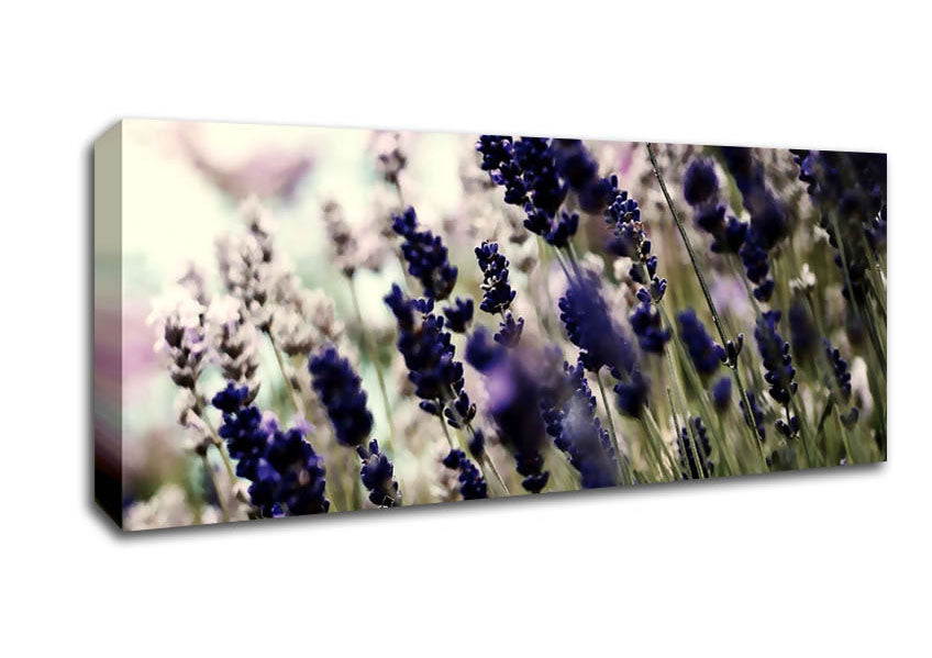 Picture of Lavender Flower Stems Panoramic Canvas Wall Art