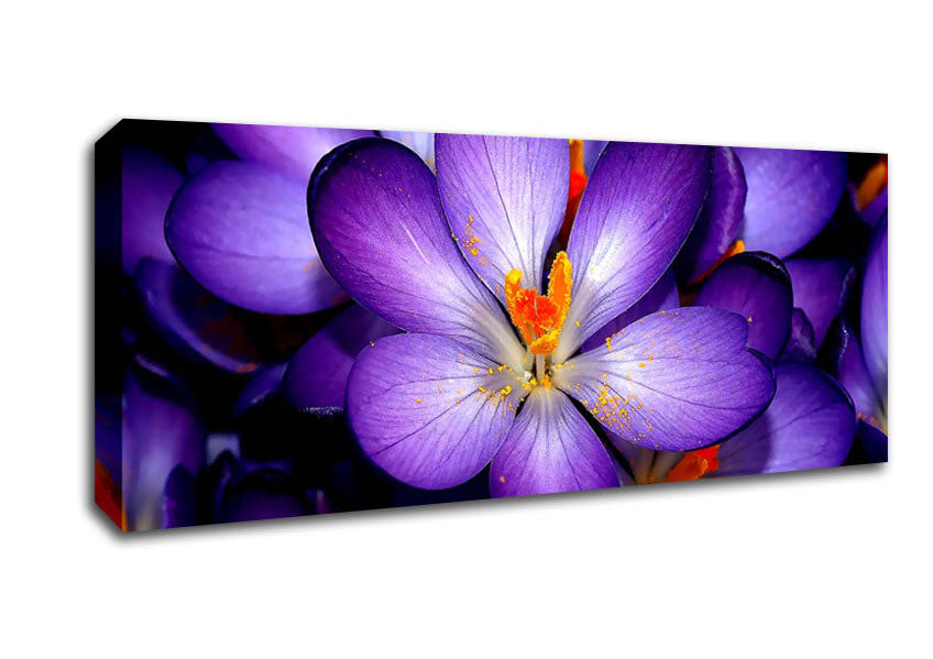 Picture of Crocuses Purple Panoramic Canvas Wall Art